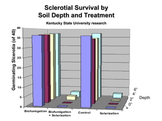Germinating Slcerotia (of 40) Sclerotial Survival by Soil Depth and Treatment Kentucky State University research 0” 2” 4” 6” Depth 