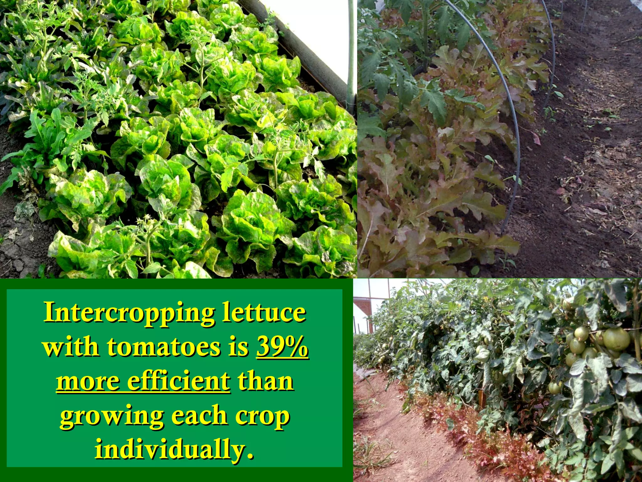 Intercropping lettuce with tomatoes is  39% more efficient  than growing each crop individually. 