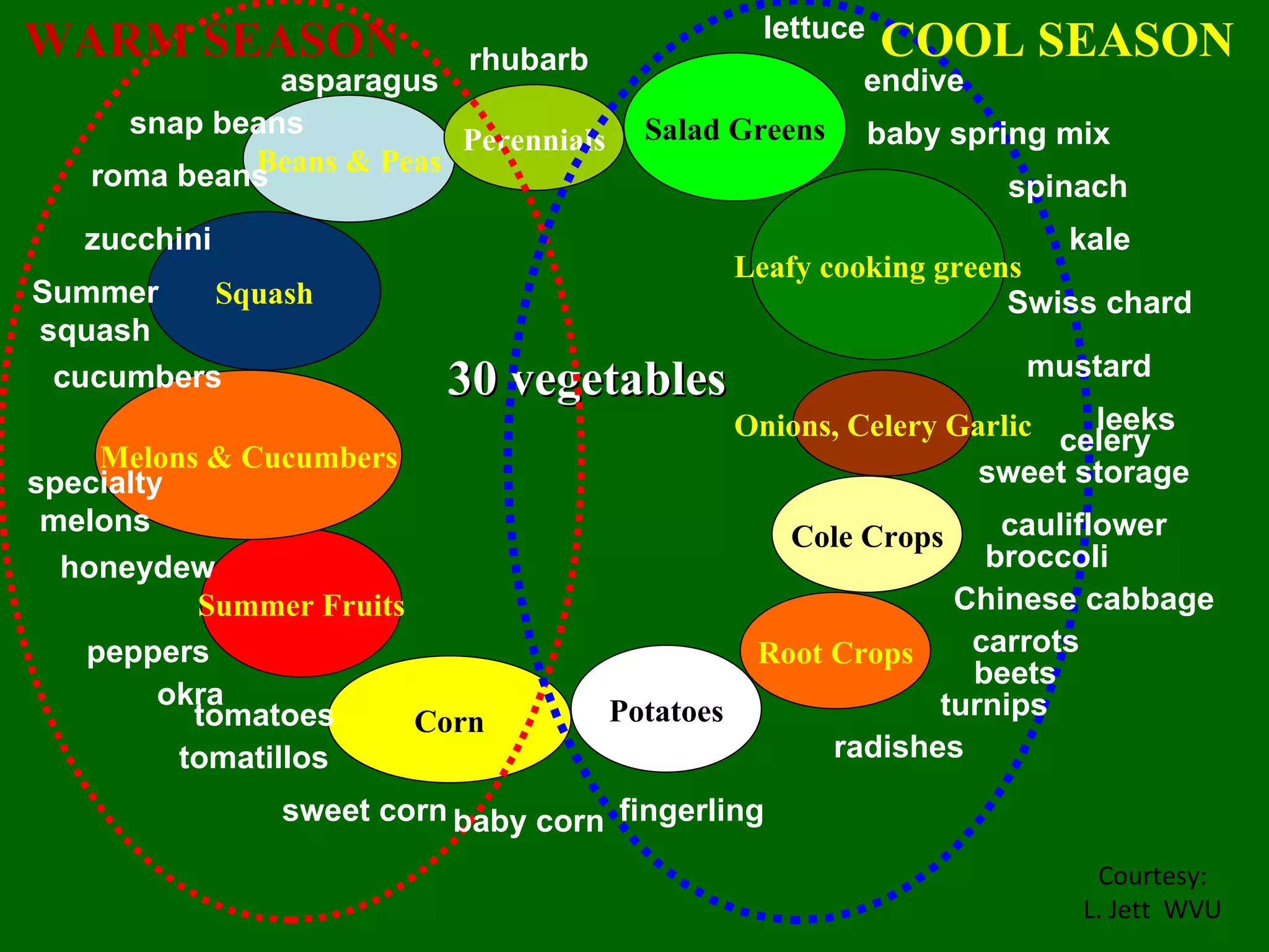 Corn Summer Fruits Melons & Cucumbers Squash Beans & Peas Perennials Salad Greens Leafy cooking greens Onions, Celery Garlic Cole Crops Root Crops Potatoes 30 vegetables tomatoes leeks okra peppers specialty melons cucumbers zucchini Summer squash snap beans roma beans rhubarb asparagus honeydew sweet corn baby corn lettuce endive baby spring mix spinach kale Swiss chard mustard tomatillos sweet storage cauliflower broccoli Chinese cabbage carrots beets turnips radishes fingerling WARM SEASON COOL SEASON celery Courtesy: L. Jett  WVU 