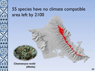 55 species have no climate compatible
area left by 2100
10
Chamaesyce rockii
(Akoko)
 