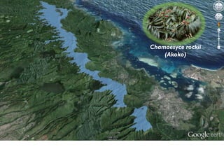 Chamaesyce rockii
(Akoko)
 