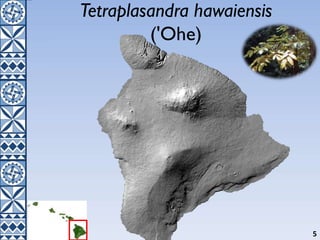 Tetraplasandra hawaiensis
('Ohe)
5
 