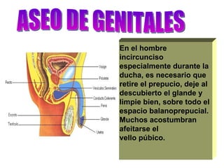 En el hombre  incircunciso  especialmente durante la ducha, es necesario que retire el prepucio, deje al descubierto el glande y limpie bien, sobre todo el espacio balanoprepucial. Muchos acostumbran afeitarse el  vello púbico. ASEO DE GENITALES 