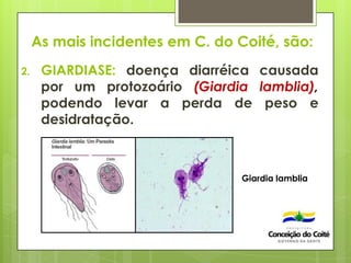 As mais incidentes em C. do Coité, são:
2. GIARDIASE: doença diarréica causada
por um protozoário (Giardia lamblia),
podendo levar a perda de peso e
desidratação.
Giardia lamblia
 