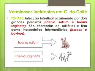 7. TENÍASE: infecção intestinal ocasionada por dois
grandes parasitas (taenia solium e taenia
saginata). São chamadas de solitárias e têm
como hospedeiros intermediários (porcos e
bovinos).
Taenia solium
Taenia saginata
Verminoses incidentes em C. do Coité
 