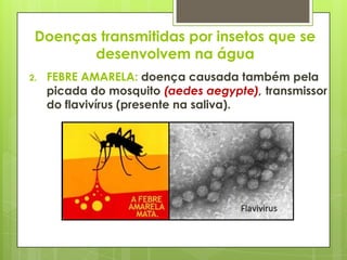 Doenças transmitidas por insetos que se
desenvolvem na água
2. FEBRE AMARELA: doença causada também pela
picada do mosquito (aedes aegypte), transmissor
do flavivírus (presente na saliva).
 