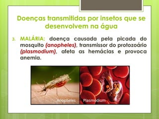 Doenças transmitidas por insetos que se
desenvolvem na água
3. MALÁRIA: doença causada pela picada do
mosquito (anopheles), transmissor do protozoário
(plasmodium), afeta as hemácias e provoca
anemia.
 