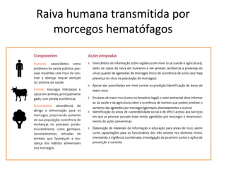 Raiva humana transmitida por
morcegos hematófagos
 