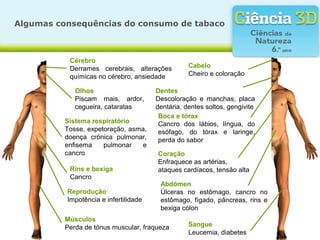 Cérebro
Derrames cerebrais, alterações
químicas no cérebro, ansiedade
Olhos
Piscam mais, ardor,
cegueira, cataratas
Cabelo
Cheiro e coloração
Sistema respiratório
Tosse, expetoração, asma,
doença crónica pulmonar,
enfisema pulmonar e
cancro
Rins e bexiga
Cancro
Reprodução
Impotência e infertilidade
Músculos
Perda de tónus muscular, fraqueza
Coração
Enfraquece as artérias,
ataques cardíacos, tensão alta
Boca e tórax
Cancro dos lábios, língua, do
esófago, do tórax e laringe,
perda do sabor
Dentes
Descoloração e manchas, placa
dentária, dentes soltos, gengivite
Abdómen
Úlceras no estômago, cancro no
estômago, fígado, pâncreas, rins e
bexiga cólon
Sangue
Leucemia, diabetes
Algumas consequências do consumo de tabaco
 