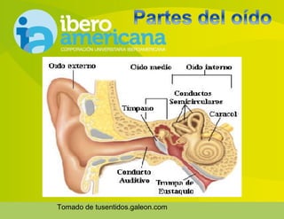 FUNCIONAMIENTO DEL OIDO
Tomado de tusentidos.galeon.com
 