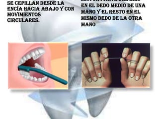 se cepillan desde la
encía hacia abajo y con
movimientos
circulares.

mayor parte del hilo
en el dedo medio de una
mano y el resto en el
mismo dedo de la otra
mano

 