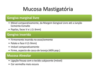 Mucosa Mastigatória
Gengiva marginal livre
• Móvel comparativamente, da Margem Gengival Livre até a Junção
Cemento-Esmalte
• Papilas, faces V e L (1-3mm)
Gengiva inserida
• Firmemente inserida no osso/cemento
• Palato e face V (1-9mm)
• Imóvel comparativamente
• Firme, aspecto de casca de laranja (40% pop.)
Mucosa Alveolar
• Ligação frouxa com o tecido subjacente (móvel)
• Cor vermelha mais escura
 