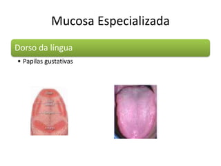 Mucosa Especializada
Dorso da língua
• Papilas gustativas
 