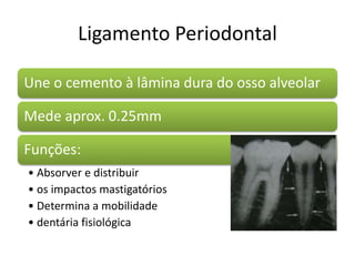 Ligamento Periodontal
Une o cemento à lâmina dura do osso alveolar
Mede aprox. 0.25mm
Funções:
• Absorver e distribuir
• os impactos mastigatórios
• Determina a mobilidade
• dentária fisiológica
 