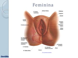 http://www.clinimater.com.br/anatomia.htm
Feminina
Gerdália
 