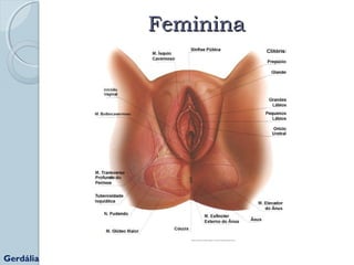 FFeemmiinniinnaa 
http://www.clinimater.com.br/anatomia.htm 
Gerdália 
 