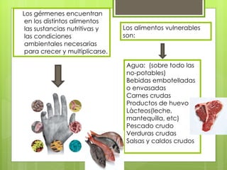 Los gérmenes encuentran en los distintos alimentos las sustancias nutritivas y las condiciones ambientales necesarias para crecer y multiplicarse.  Los alimentos vulnerables son: Agua:  (sobre todo las no-potables)  Bebidas embotelladas o envasadas  Carnes crudas Productos de huevo Làcteos(leche, mantequilla, etc)  Pescado crudo  Verduras crudas  Salsas y caldos crudos 