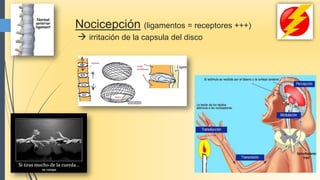 Nocicepción (ligamentos = receptores +++)
 irritación de la capsula del disco
 