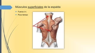 Músculos superficiales de la espalda
 Fuerza (+)
 Poco tiempo
 