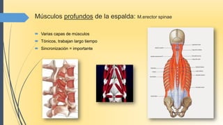 Músculos profundos de la espalda: M.erector spinae
 Varias capas de músculos
 Tónicos, trabajan largo tiempo
 Sincronización = importante
 