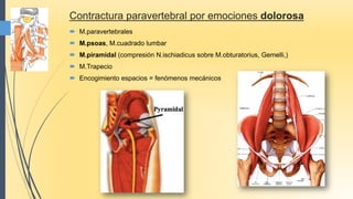 Contractura paravertebral por emociones dolorosa
 M.paravertebrales
 M.psoas, M.cuadrado lumbar
 M.piramidal (compresión N.ischiadicus sobre M.obturatorius, Gemelli,)
 M.Trapecio
 Encogimiento espacios = fenómenos mecánicos
 