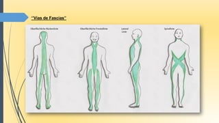 ‘’Vías de Fascias’’
 