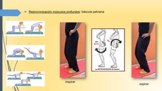  Resincronización músculos profundos: báscula pelviana
inspirar
espirar
 