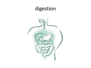 digestion 
