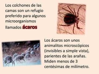 Los colchones de las
camas son un refugio
preferido para algunos
microorganismos
llamados ácaros
Los ácaros son unos
animalitos microscópicos
(invisibles a simple vista),
parientes de las arañas.
Miden menos de 3
centésimas de milímetro.
 
