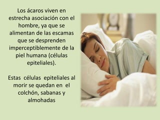 Los ácaros viven en
estrecha asociación con el
hombre, ya que se
alimentan de las escamas
que se desprenden
imperceptiblemente de la
piel humana (células
epiteliales).
Estas células epiteliales al
morir se quedan en el
colchón, sabanas y
almohadas
 