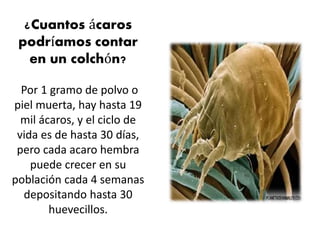 ¿Cuantos ácaros
podríamos contar
en un colchón?
Por 1 gramo de polvo o
piel muerta, hay hasta 19
mil ácaros, y el ciclo de
vida es de hasta 30 días,
pero cada acaro hembra
puede crecer en su
población cada 4 semanas
depositando hasta 30
huevecillos.
 
