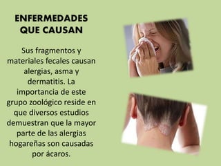 ENFERMEDADES
QUE CAUSAN
Sus fragmentos y
materiales fecales causan
alergias, asma y
dermatitis. La
importancia de este
grupo zoológico reside en
que diversos estudios
demuestran que la mayor
parte de las alergias
hogareñas son causadas
por ácaros.
 