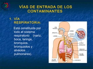 VÍAS DE ENTRADA DE LOS
CONTAMINANTES
1. VÍA
RESPIRATORIA:
Está constituida por
todo el sistema
respiratorio (nariz,
boca, laringe,
bronquios,
bronquiolos y
alvéolos
pulmonares).

 