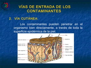 VÍAS DE ENTRADA DE LOS
CONTAMINANTES
2. VÍA CUTÁNEA:
Los contaminantes pueden penetrar en el
organismo bien directamente, a través de toda la
superficie epidérmica de la piel.

 