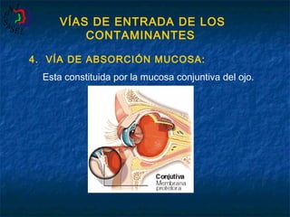 VÍAS DE ENTRADA DE LOS
CONTAMINANTES
4. VÍA DE ABSORCIÓN MUCOSA:
Esta constituida por la mucosa conjuntiva del ojo.

 