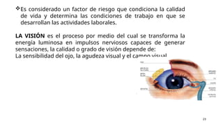 Es considerado un factor de riesgo que condiciona la calidad
de vida y determina las condiciones de trabajo en que se
desarrollan las actividades laborales.
LA VISIÓN es el proceso por medio del cual se transforma la
energía luminosa en impulsos nerviosos capaces de generar
sensaciones, la calidad o grado de visión depende de:
La sensibilidad del ojo, la agudeza visual y el campo visual.
23
 
