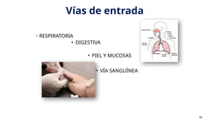 Vías de entrada
• RESPIRATORIA
• DIGESTIVA
• PIEL Y MUCOSAS
• VÍA SANGUÍNEA
56
 