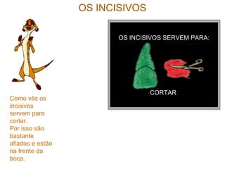 OS INCISIVOS
OS INCISIVOS SERVEM PARA:
CORTAR
Como vês os
incisivos
servem para
cortar.
Por isso são
bastante
afiados e estão
na frente da
boca.
 