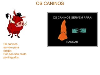 OS CANINOS
OS CANINOS SERVEM PARA:
RASGAR
Os caninos
servem para
rasgar,
Por isso são muito
pontiagudos.
 