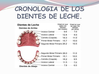 CRONOLOGIA DE LOS
DIENTES DE LECHE.
 