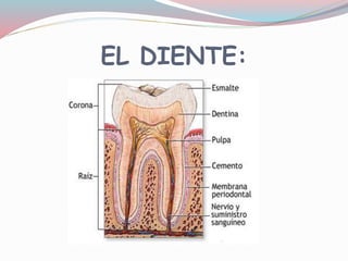 EL DIENTE:
 