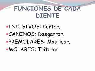 FUNCIONES DE CADA
DIENTE
INCISIVOS: Cortar.
CANINOS: Desgarrar.
PREMOLARES: Masticar.
MOLARES: Triturar.
 