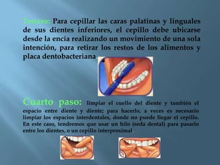 Tercero: Para cepillar las caras palatinas y linguales
de sus dientes inferiores, el cepillo debe ubicarse
desde la encía realizando un movimiento de una sola
intención, para retirar los restos de los alimentos y
placa dentobacteriana.
Cuarto paso: limpiar el cuello del diente y también el
espacio entre diente y diente; para hacerlo, a veces es necesario
limpiar los espacios interdentales, donde no puede llegar el cepillo.
En este caso, tendremos que usar un hilo (seda dental) para pasarlo
entre los dientes, o un cepillo interproximal.
 