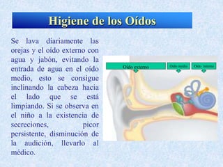 Se lava diariamente las
orejas y el oído externo con
agua y jabón, evitando la
entrada de agua en el oído
medio, esto se consigue
inclinando la cabeza hacia
el lado que se está
limpiando. Si se observa en
el niño a la existencia de
secreciones, picor
persistente, disminución de
la audición, llevarlo al
médico.
Higiene de los Oídos
Oído externo Oído medio Oído interno
 