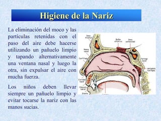 La eliminación del moco y las
partículas retenidas con el
paso del aire debe hacerse
utilizando un pañuelo limpio
y tapando alternativamente
una ventana nasal y luego la
otra, sin expulsar el aire con
mucha fuerza.
Los niños deben llevar
siempre un pañuelo limpio y
evitar tocarse la nariz con las
manos sucias.
Higiene de la Nariz
 