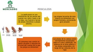 PEDICULOSIS
La pediculosis es una
infestación de las partes del
cuerpo con vello o pelo o de
la ropa, con huevos o larvas
de piojos (liendres) o piojos
adultos.
Las etapas larvarias de este
insecto se alimentan con
sangre humana, provocando
gran picazón
Los piojos de la cabeza están
normalmente localizados
sobre el cuero cabelludo, los
púbicos en el área púbica y
los piojos corporales a lo
largo de las costuras de la
ropa
El síntomas mas común es
sentir picazón o rascarse en
el área del cuerpo de la que
los piojos se alimenten
 