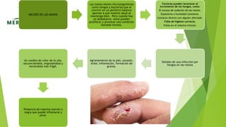MICOSIS DE LAS MANOS
Las manos tienen microorganismos
como hongos y bacterias que al
convivir en un perfecto balance
aportan a que nuestra salud se
mantenga bien. Pero cuando hay
un desbalance, estos pueden
proliferar y provocar una condición
llamada micosis.
Factores pueden favorecer el
incremento de los hongos, como:
El exceso de sudación de las manos.
Exponerse a humedad constante.
Contacto directo con alguien afectado.
Falta de higiene correcta.
Fallas en el sistema inmune.
Señales de una infección por
hongos en las manos
Agrietamiento de la piel, picazón,
ardor, inflamación, formación de
granos.
Un cambio de color de la uña,
oscureciéndola, engrosándola y
haciéndola más frágil.
Presencia de mancha marrón o
negra que puede inflamarse y
picar.
 