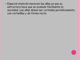  Especial atención merecen las uñas ya que su
estructura hace que se acumule fácilmente la
suciedad. Las uñas deben ser cortadas periódicamente,
con cortaúñas y de forma recta.
 