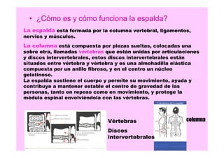 • ¿Cómo es y cómo funciona la espalda?
La espalda está formada por la columna vertebral, ligamentos,
nervios y músculos.

La columna está compuesta por piezas sueltas, colocadas una
sobre otra, llamadas vértebras que están unidas por articulaciones
y discos intervertebrales, estos discos intervertebrales están
situados entre vértebra y vértebra y es una almohadilla elástica
compuesta por un anillo fibroso, y en el centro un núcleo
gelatinoso.
La espalda sostiene el cuerpo y permite su movimiento, ayuda y
contribuye a mantener estable el centro de gravedad de las
personas, tanto en reposo como en movimiento, y protege la
médula espinal envolviéndola con las vértebras.

Vértebras
Discos
intervertebrales

columna

 