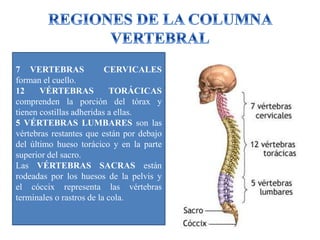 7 VERTEBRAS CERVICALES
forman el cuello.
12 VÉRTEBRAS TORÁCICAS
comprenden la porción del tórax y
tienen costillas adheridas a ellas.
5 VÉRTEBRAS LUMBARES son las
vértebras restantes que están por debajo
del último hueso torácico y en la parte
superior del sacro.
Las VÉRTEBRAS SACRAS están
rodeadas por los huesos de la pelvis y
el cóccix representa las vértebras
terminales o rastros de la cola.
 